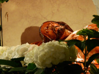 image?view=image&format=raw&type=img&id=1269